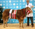 ANM-WWF-1215-1662