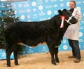 ANM-WWF-1116-0238