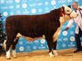 ANM-WWF-1116-0375