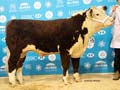 ANM-WWF-1117-0770