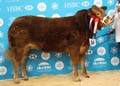 ANM-WWF-1117-1503