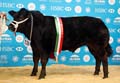 ANM-WWF-1117-1568