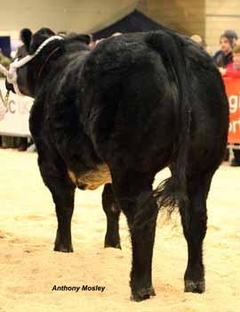 ANM-WWF-1118-4786