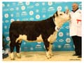 ANM-WWF-1118-4550
