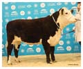 ANM-WWF-1118-4571