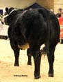 ANM-WWF-1118-4786