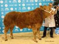 ANM-WWF-1118-5223