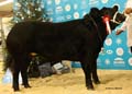 ANM-WWF-1118-5422