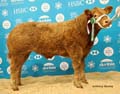 ANM-WWF-1118-5674