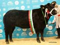 ANM-WWF-1118-5717