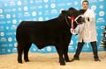 ANM-WWF-1119-0699
