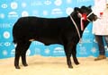ANM-WWF-1119-1249